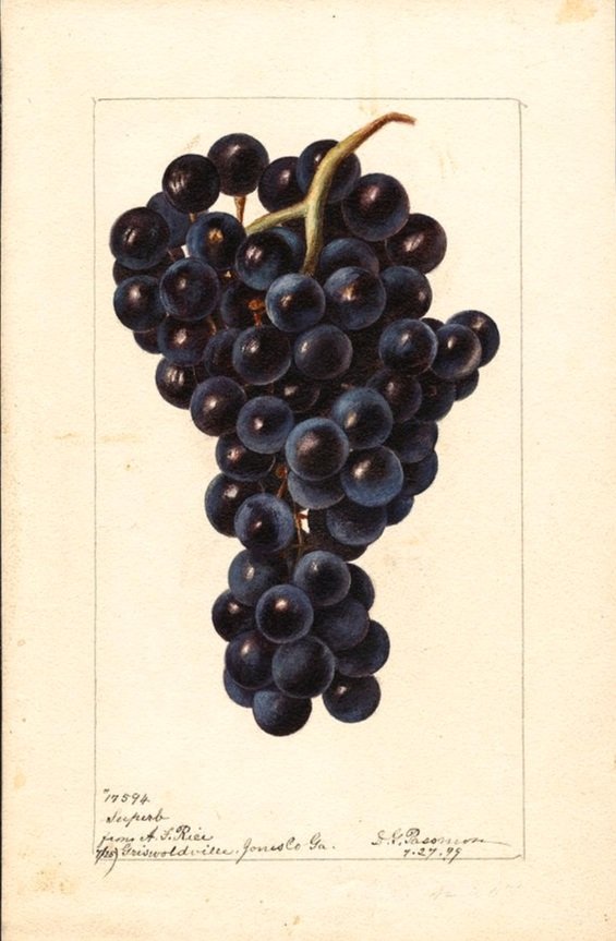 ILLUSTRATOR DEBORAH GRISCOM PASSMORE 